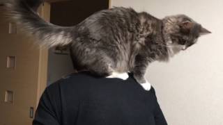 肩に乗る猫 ノルウェージャンフォレストキャットA cat gets on his shoulder.Norwegian Forest Cat.