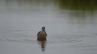 Short billed Dowitcher