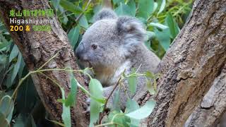 【東山動植物園公式】ホリーの赤ちゃん　《 コアラ 》