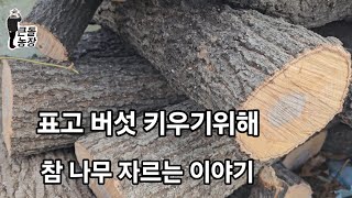 표고버섯을 내기위해 참나무 구하는 방법