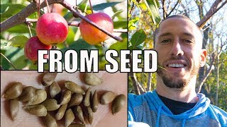 How To Grow An Apple Tree From SEED to FRUIT 🍎! In 3 YEARS!!
