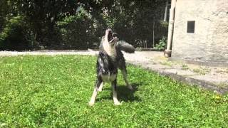 Alaskan Malamute - Border Collie mix in action