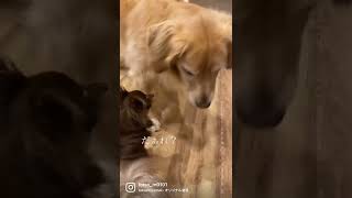 ワンコの会話#shorts #ゴールデンレトリバー #goldenretriever #チワワ #chihuahua