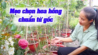 Mẹo Chọn Cây Hoa Hồng Chuẩn Từ Gốc - Phân Biệt Cây Hoa Hồng Nguyên Bản Và Hoa Hồng Ghép