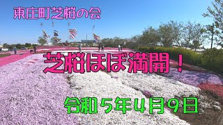 2023-04-09 東庄町ふれあいセンターの芝桜ほぼ満開 4K