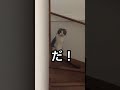 久しぶりにだるまさんがころんだをやってみたら… shorts スコティッシュフォールド ねこ動画