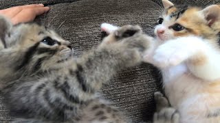 好きすぎてキスをしまくる子猫のミコちゃんに困り顔のキラちゃんがかわいい【赤ちゃん猫】【保護猫】