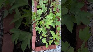 Red sorrel leaves/Gongura leaves ready for harvest #garden #nature #farming #trending #shorts