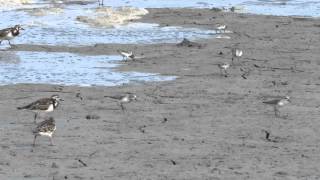 MAI po 20150502  Sanderling 三趾濱鷸