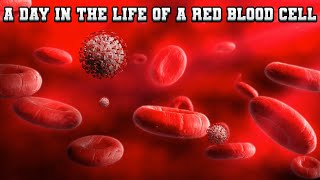 A Day In The Life of Red Blood Cell