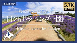 【360°VR】日の出ラベンダー園①