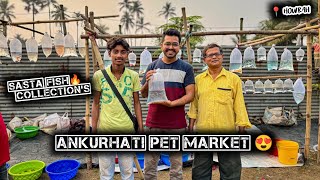 Ankurhati Fish Pet Market | Aquarium Fish Price Update | Ankurhati Howrah Fish Market | Pet Market