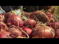 managing onion diseases summary