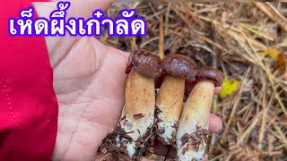 เก็บเห็ดผึ้งเก๋าลัด อ่อนๆเลยค่ะ งามมาก #mushroom #เห็ด