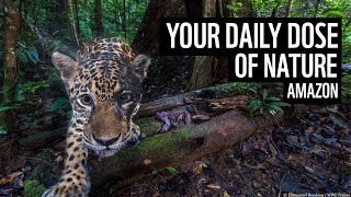 A daily dose of nature | amazon rainforest | WWF