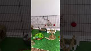 Raising rabbits at home