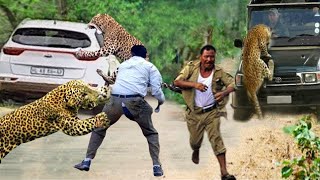 OMG! Maasai Tribe Clever To Use This Method To Attack Leopard To Save Antelope - Lion vs Cheetah