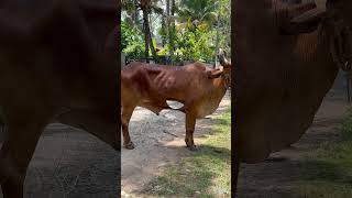 🐂🦁போர் கண்ட சிங்கம் யார் கண்டு அஞ்சும்🦁🐂🦁#shorts #viral #trending💂‍♀️🥱💂‍♀️👍💯