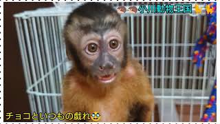 南米のチンパンジーの異名を持つフサオマキザルのチョコ✌️✌️✌️ #猿 #モンキー #MONKEY #動物 #ペット #珍しいペット