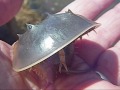 juvenile horseshoe crab in wellfleet marsh