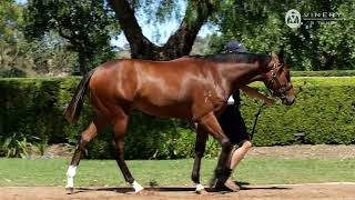 LOT 595 - DUNDEEL X ALLEZ WONDER COLT