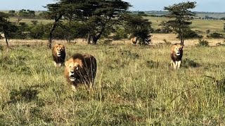 Enkuyanai Male Lions Chasing Acacia Male Lions | Lion Warfare | Masaimara | 19 January 2025