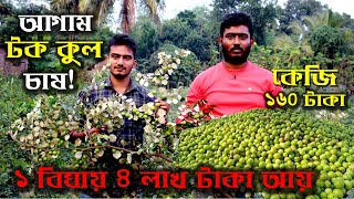 টাঙ্গাইলের আগাম টক কুল চাষ করে সফল সজল আহমেদ | উদ্যোক্তার খোঁজে