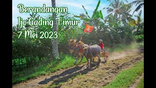 Mekepung Berandangan Ijo Gading Timur 7 Mei 2023