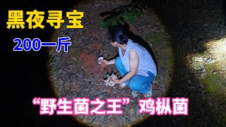 晚上散步居然遇到一窝“野生菌之王”鸡枞菌！听说要200块一斤