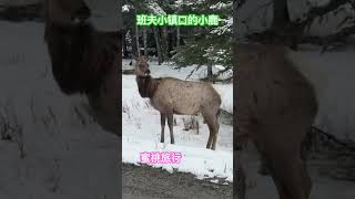 小鹿乱撞在班夫小镇#shorts #vlog #banff #班夫