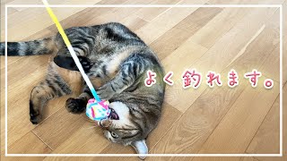 【ほっけ】「にゃんこ玉」は大ヒットでした！【アメショ】#猫