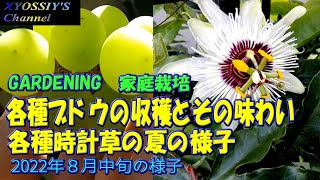 【XYOSSIYのライフチャンネル】2022年８月中旬の様子 。ぶどうニューナイヤガラの味わい、ヒムロッドシードレスと多品種の味比較。デラウエア熟す最終段階。各種時計草の夏の様子