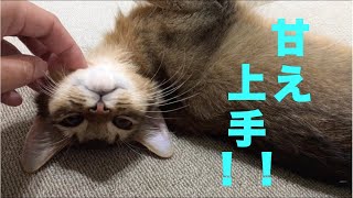 ソマリの子猫の甘え方がすごい【ソマリ】