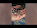 baby squirrel grew up raising a squirrel by hand from day 1 to 100 petsl