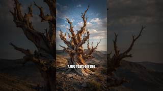 4800-year-old tree Methuselah | But its exact location is kept a secret ⚠️