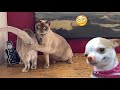 Ngakak..😂 Kucing Malu-malu Kucing | Video Kucing Lucu Bikin Ngakak | Tiktok 2024