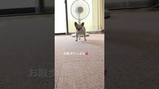 扇風機ぶーん💕　#shorts  #極小チワワ  #チワワ  #保護犬  #かわいい犬  #chihuahua