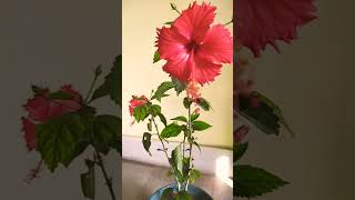 #shorts🌺🥀#জবা#জবাফুল#hibiscus#hibiscusleaf#hibiscuscutting#hibiscusplantcare#minivlog#youtubeshorts