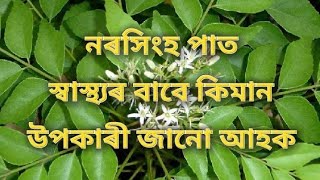 নৰসিংহ পাত স্বাস্থ্যৰ বাবে বহু উপকাৰী | Norohingo Pat | Health tips | Curry leafs benefits Assamese