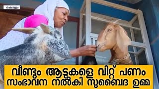 വീണ്ടും ആടുകളെ വിറ്റ് പണം സംഭാവന നൽകി സുബൈദ ഉമ്മ