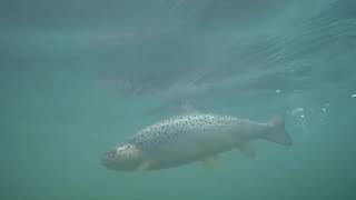 Trout Fishing (Fly Fishing) Peshkimi I Troftës Autoktone