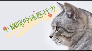 小猫咪的迷惑行为