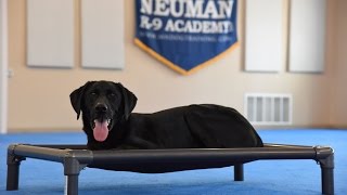 Jack - Boot Camp Dog Training Demonstration