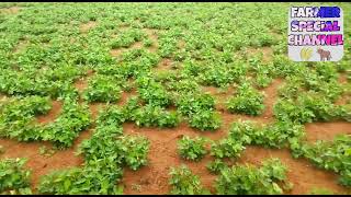 యాసంగి లో వేరుశనగ పంట // Summer Season Groundnut Crop Tips.