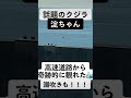 【話題のクジラ】淀川河口付近に迷い込んだ鯨を高速道路から発見！ 鯨 クジラ 話題 淀川 大阪湾 淀ちゃん 奇跡 潮吹き 高速道路 迷いくじら