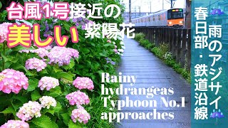 【雨のアジサイ】ー春日部・鉄道沿線ー 台風1号関東に接近、そんな時間のきれいな紫陽花です(2024.05.31) 東武スカイツリーライン│しずく│自然の風景4K│hydrangea│japan