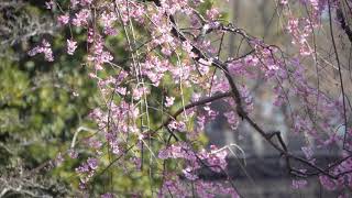 深大寺山門前桜