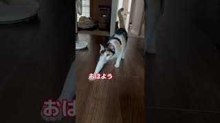 阪神そろそろアレやで🐯#よその猫 #猫 #モーニングルーティン