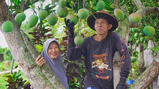 Memetik Mangga Apel di Kebun | Masak Pete Bakar, Sambal Mangga, Keripik Ubi, dan Es Mangga Kocok