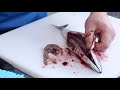 master fishmonger standard guide to gutting and gilling mackerel